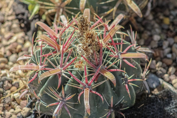 Fototapeta CACTUS TOP