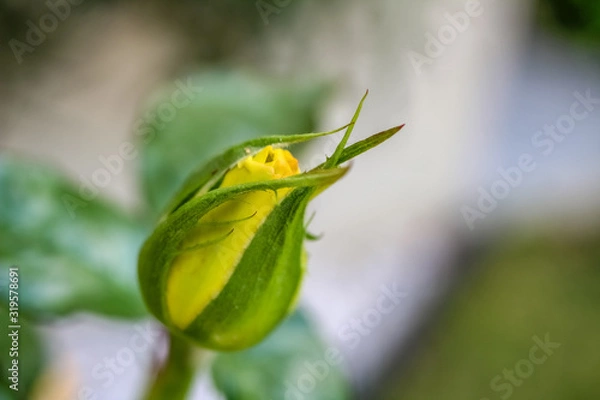 Obraz red rose very young