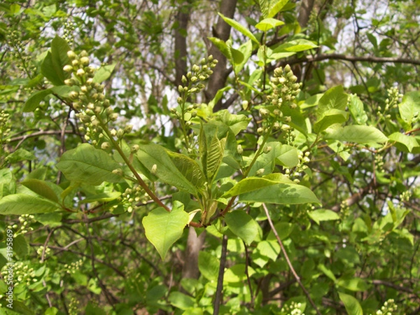 Fototapeta freshly green budding tree