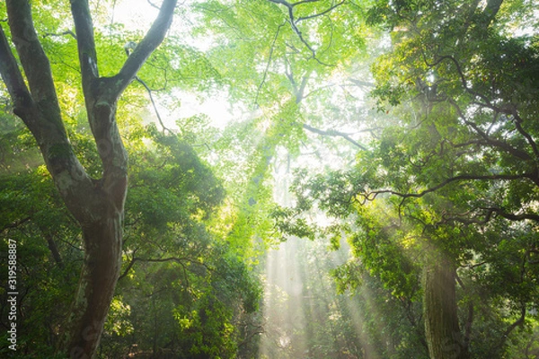 Obraz 森林と光芒
