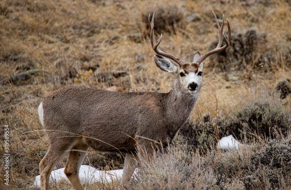 Obraz deer in the forest
