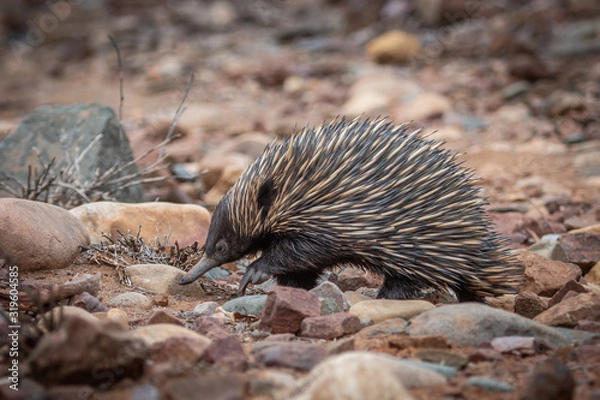 Fototapeta short-beaked echidna 1