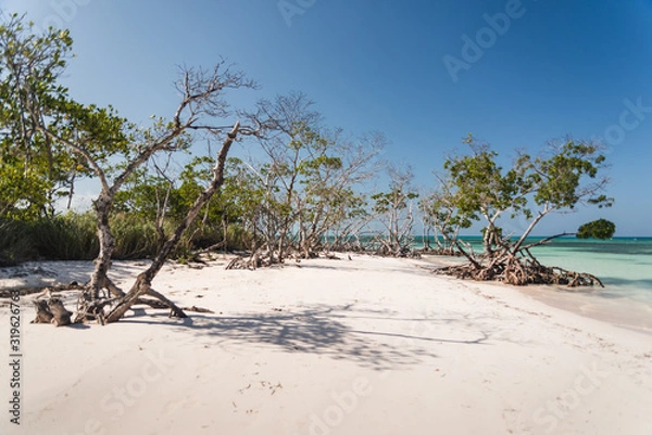 Fototapeta Mangroves on a beach in Cuba. 