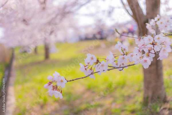 Fototapeta 桜