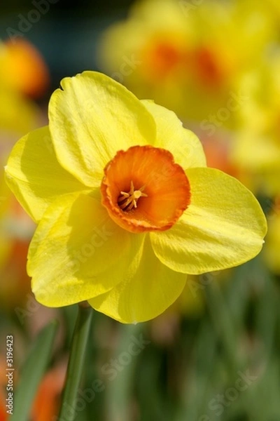 Fototapeta fleur jaune orange