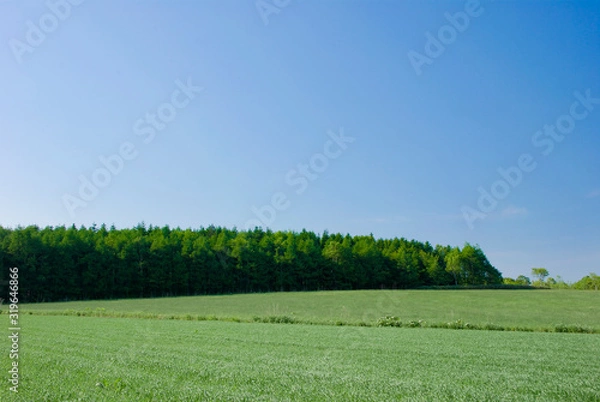 Obraz 森と青空と緑の大地
