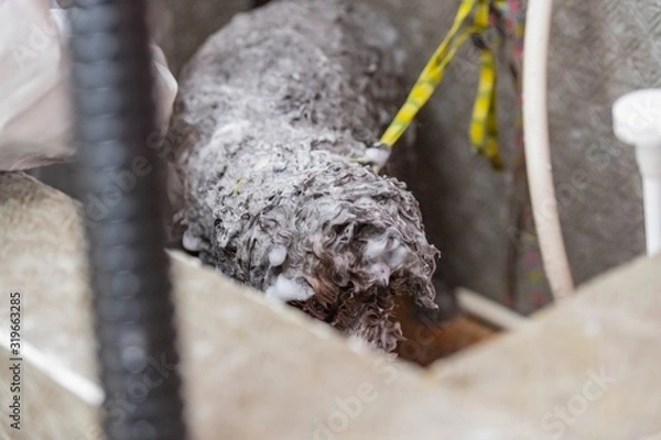 Fototapeta 犬のトリミング　シャンプー