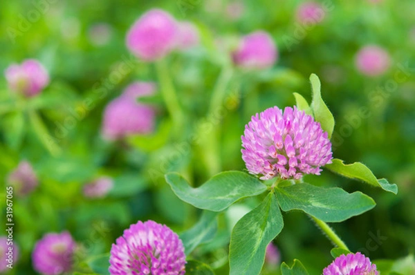 Obraz 並んだムラサキツメクサ