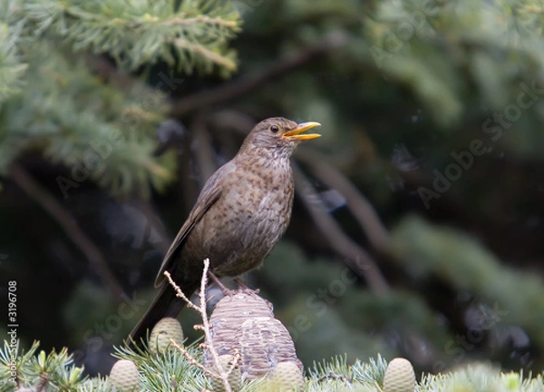 Obraz female blackbird