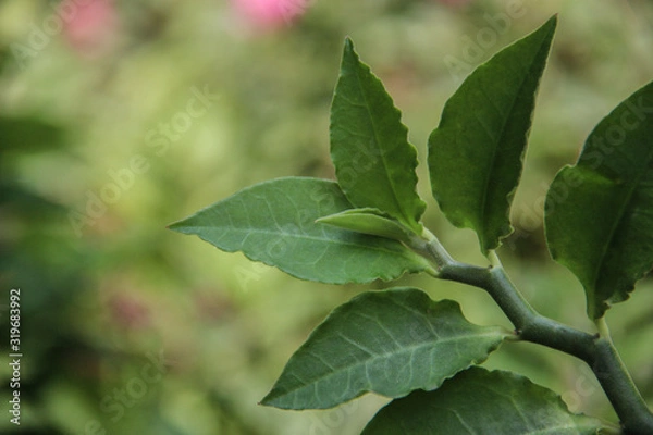 Obraz Beautiful Green leaf with space for design or typography