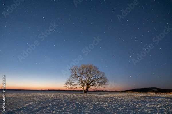Obraz 夜明け前のハルニレの木
