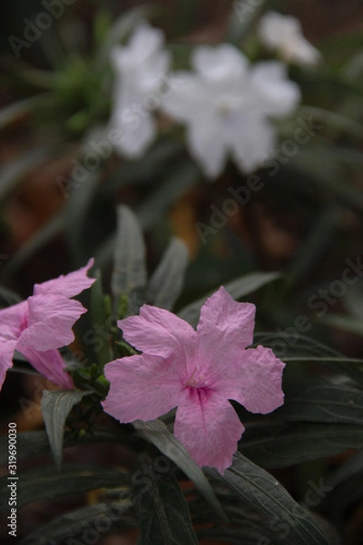 Fototapeta Beautiful Light Purple/ Pink Flower with space for design or typography