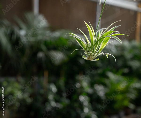 Obraz spider plant