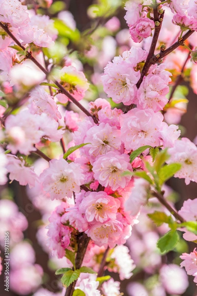 Fototapeta Pink paper blank between flowering almond branches in blossom. Pink flowers as a frame.