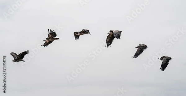 Obraz Vol de vautour