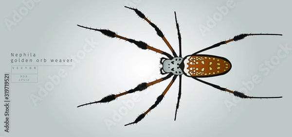 Fototapeta Vector illustration of big spider. Nephila golden orb weaver.