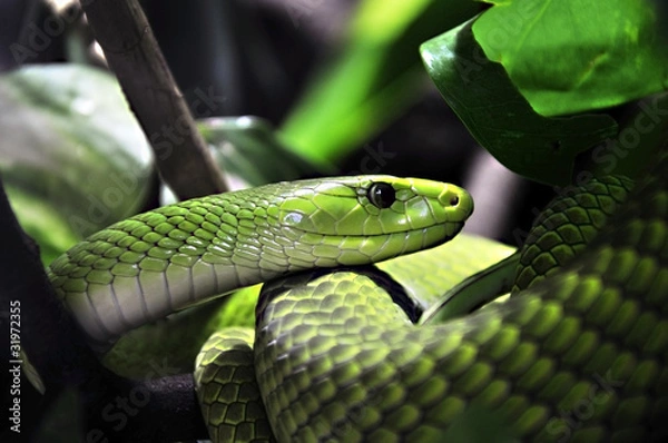 Obraz Green Tree Python