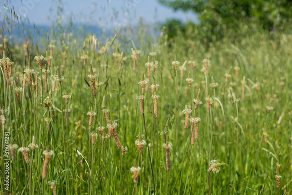Fototapeta BEAUTIFUL FIELD OF FLOWERS