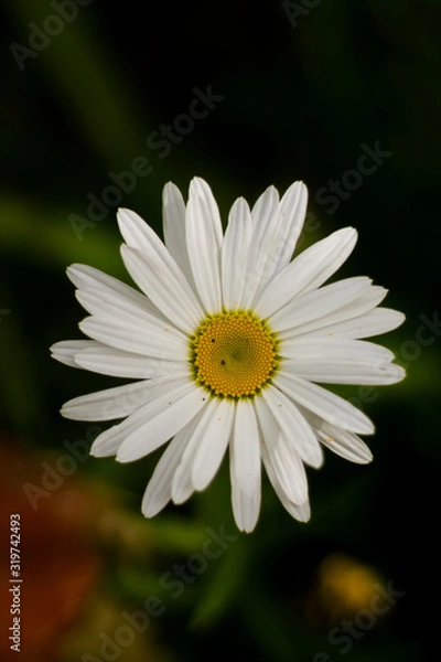Obraz white daisy flower