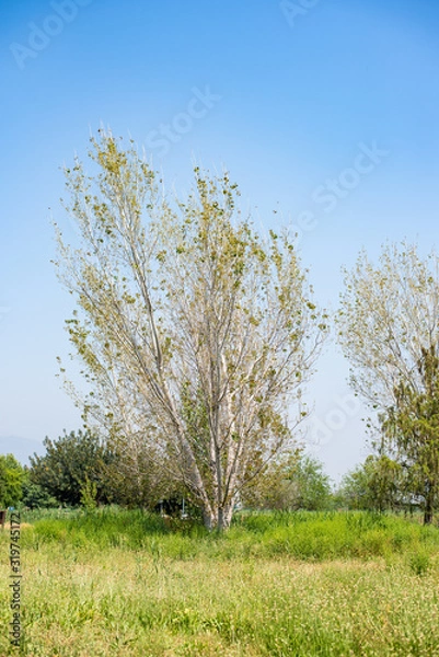 Obraz tree in the field