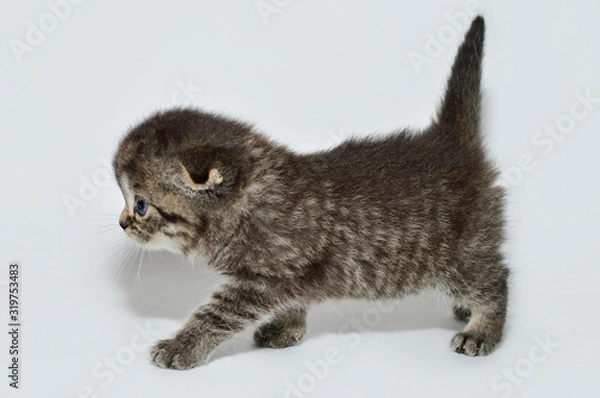 Fototapeta kitten, kitty, shottish cat