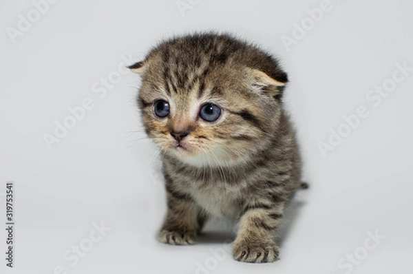 Fototapeta kitten, kitty, shottish cat