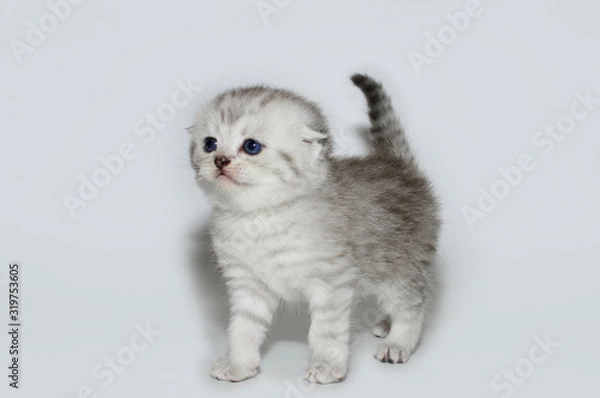 Fototapeta kitten, kitty, shottish cat