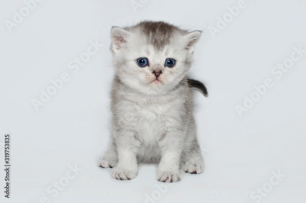 Fototapeta kitten, kitty, shottish cat