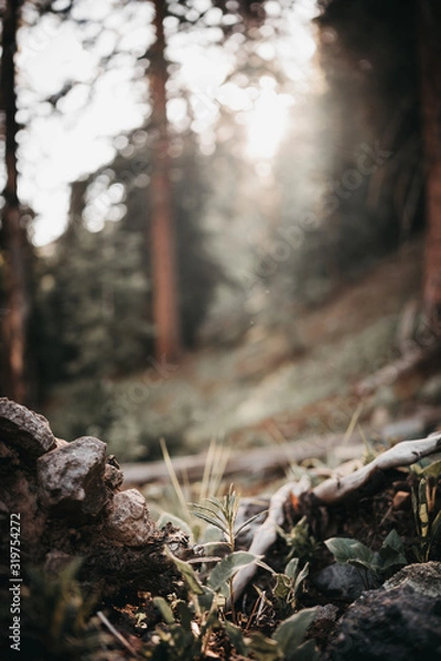 Obraz Light in the forest