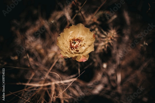 Obraz Cactus flower yellow