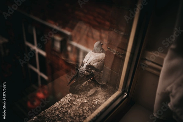 Obraz Pigeon on window ledge