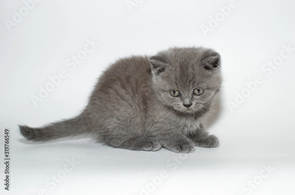 Fototapeta british cat, kitty, kitten