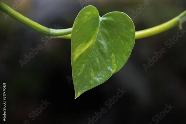 Fototapeta Green Love leaf with space for design or typography