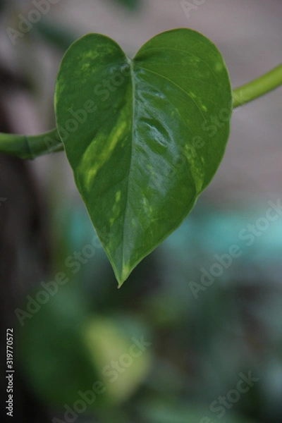 Fototapeta Green Love leaf with space for design or typography