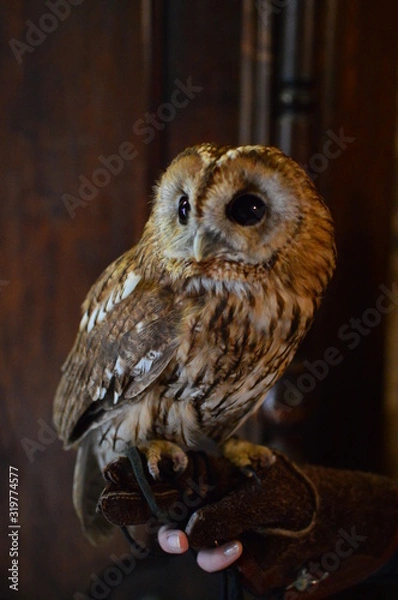 Fototapeta owl bird