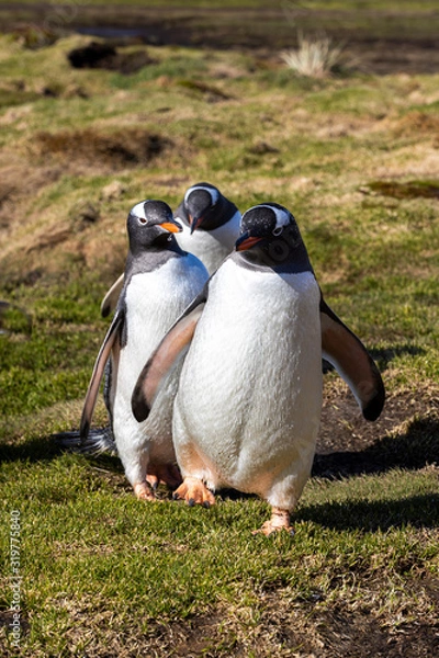 Fototapeta Eselspinguin