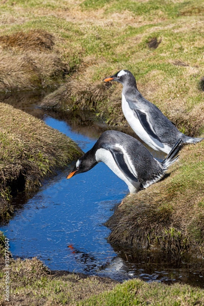 Fototapeta Eselspinguin