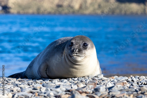 Fototapeta Pelzrobbe