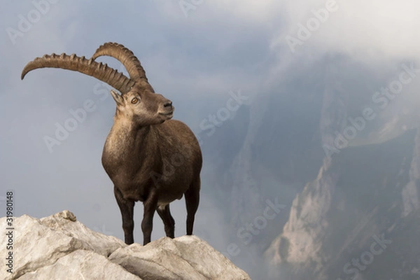 Fototapeta Koziorożec