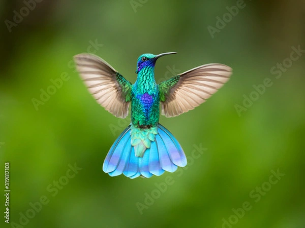 Fototapeta Sparkling violetear (Colibri coruscans) is a species of hummingbird. It is widespread in highlands of northern and western South America, including a large part of the Andes
