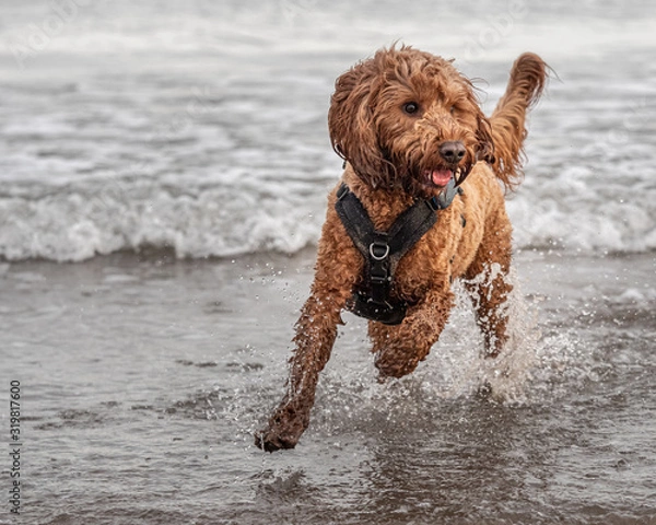 Fototapeta Cockapoo running in the water