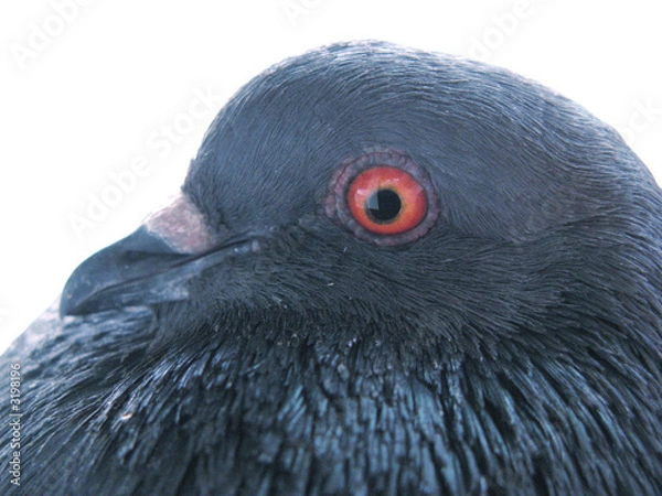 Fototapeta pidgeon