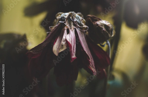 Obraz fiore appassito