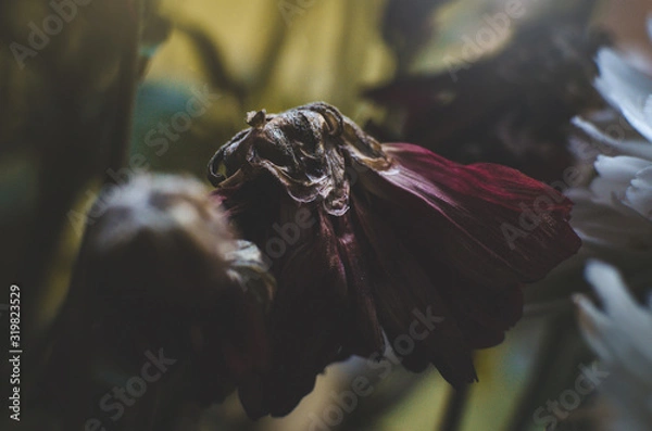 Obraz fiore appassito 