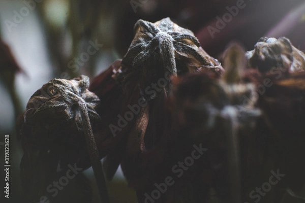 Obraz fiore appassito 