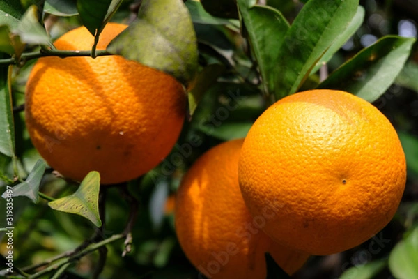 Fototapeta juicy, ripe, beautiful oranges on a tree