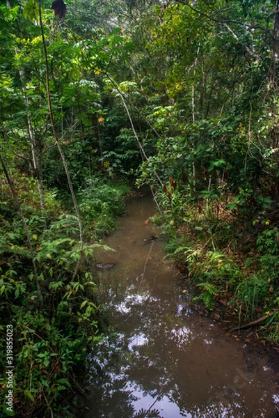 Fototapeta Scene of a stream with a leafy forest around. Trees and plants of various sizes.