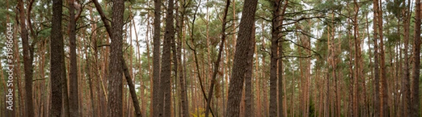 Obraz Dürbuchner Forst
