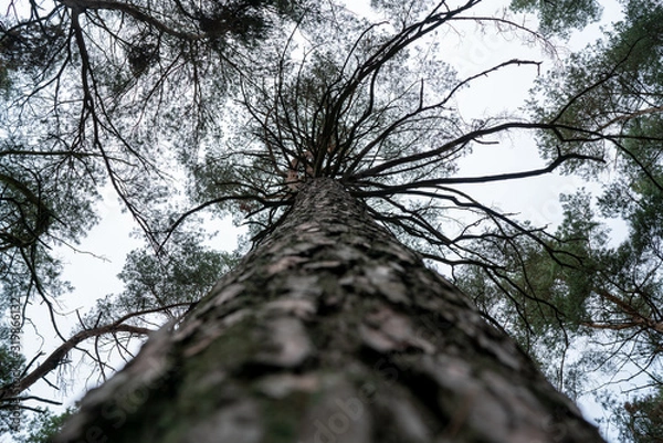 Obraz tree downunder