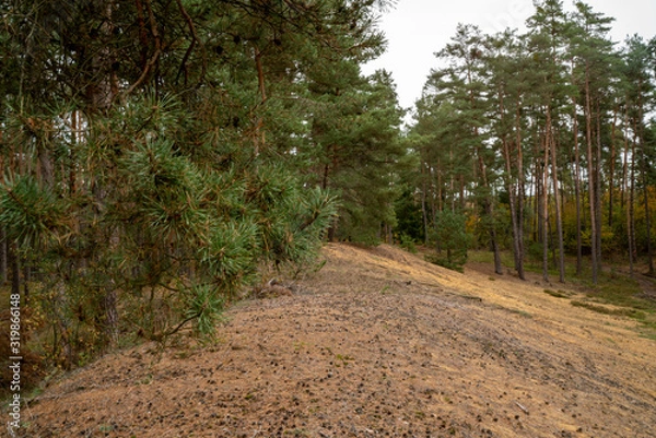 Fototapeta dürbuchner forst